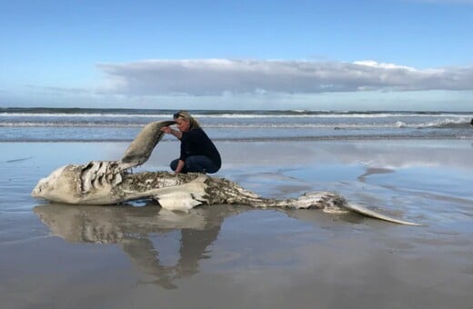 Orcas are eating great white sharks’ livers off South Africa’s coast