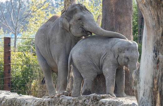 Θηλυκός ελέφαντας σε ζωολογικό κήπο πέθανε από έρπη και η αγέλη τον πενθεί μέσα στο κλουβί 