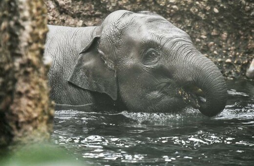 Ελβετία: Τρίτος ελέφαντας νεκρός σε ένα μήνα στον ζωολογικό κήπο της Ζυρίχης - «Ανίσχυροι μπροστά στον ερπητοϊό» 