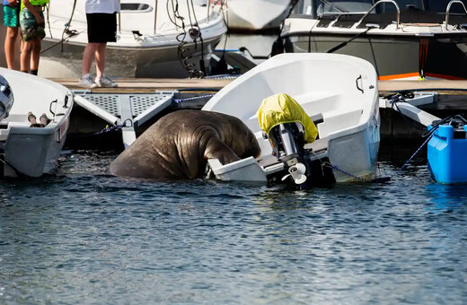 Freya the walrus sinks boats and captures hearts in Norway