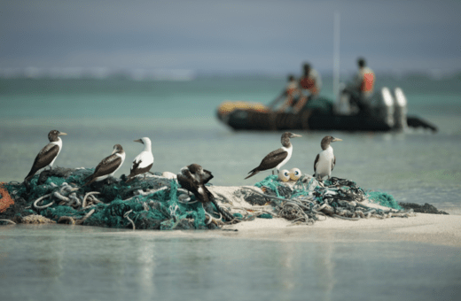 Birds and Debris: Πουλιά σε όλο τον κόσμο ζουν μέσα στα πλαστικά σκουπίδια των ανθρώπων
