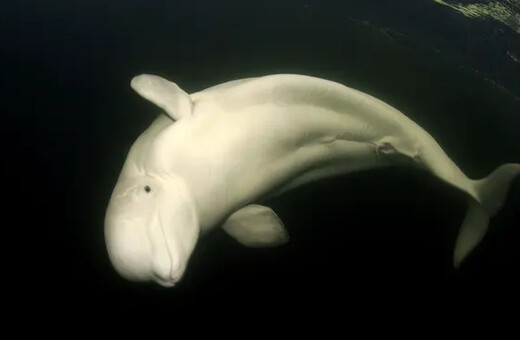 Μπελούγκα στο Σηκουάνα: Με «κοκτέιλ βιταμινών» προσπαθούν να επαναφέρουν τη χαμένη όρεξη της αποστεωμένης φάλαινας
