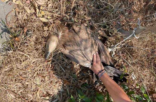 ΒΟΑΚ: Αστυνομική επιχείρηση για τη διάσωση άγριου πτηνού από την άσφαλτο 