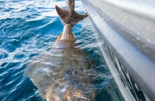 Τεράστιο ψάρι βάρους 177 κιλών και μήκους 2,5 μέτρων ψαρεύτηκε στη Νορβηγία