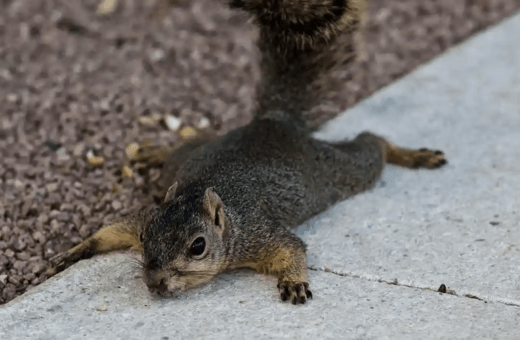 Νέα Υόρκη: «Μην ανησυχήσετε αν δείτε τους σκίουρους μπρούμυτα»