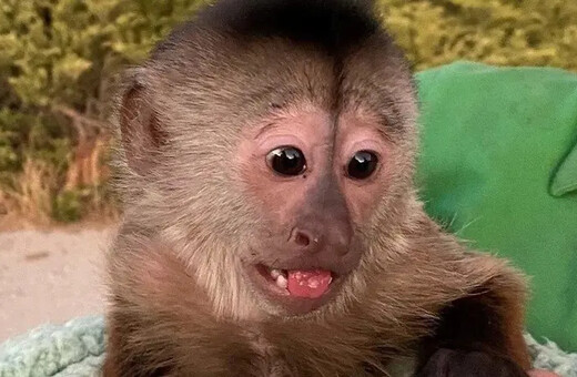 A primate suspect: Mischievous monkey in US zoo dials 911