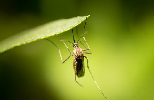 Ερευνητές ανακάλυψαν τον μηχανισμό με τον οποίο τα κουνούπια εντοπίζουν τους ανθρώπους