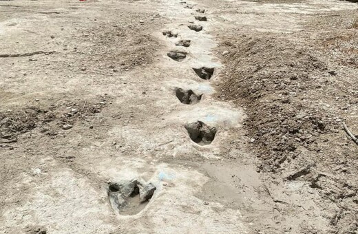 Dinosaur tracks from 113M years ago have become visible amid drought