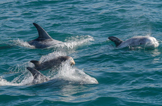 Τα αρσενικά δελφίνια σχηματίζουν συμμαχίες, που τους βοηθούν να βρουν ταίρι