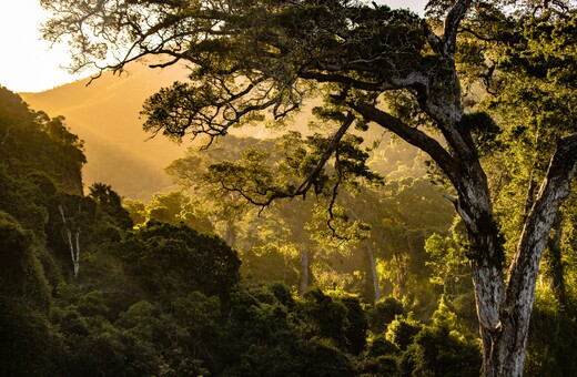 «Αποτρέψτε την εξαφάνιση των δέντρων ή ετοιμαστείτε για παγκόσμια οικολογική καταστροφή», προειδοποιούν επιστήμονες