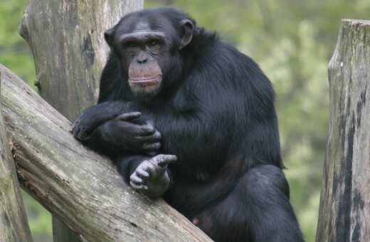 Ο κάθε χιμπατζής έχει τη δική του «υπογραφή» όταν χτυπά ρίζες δέντρων για να στείλει μήνυμα 