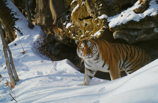 Τίγρη της Σιβηρίας vs πολική αρκούδα: Το «Frozen Planet II» μάγεψε ακόμα και τον Ντέιβιντ Ατένμπορο