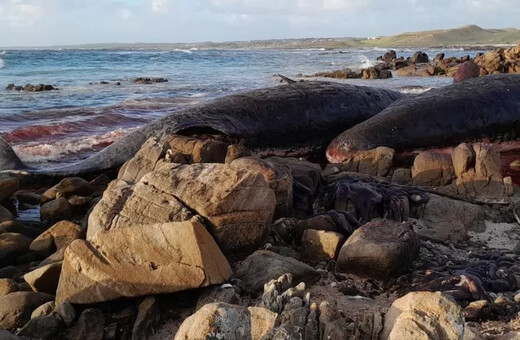 14 φάλαινες ξεβράστηκαν νεκρές σε παραλία της Αυστραλίας