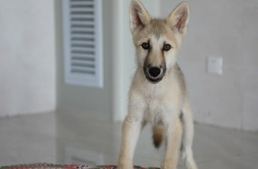 Cloned Arctic wolf named Maya could help preserve endangered animals 