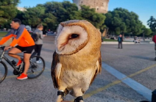 Θεσσαλονίκη: Έβγαλε βόλτα την κουκουβάγια του στον Λευκό Πύργο- Αντιδράσεις στα social media