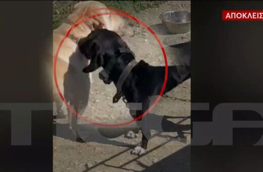 Υπόθεση κακοποίησης ζώου: Καταγγελία για βασανισμό σκύλου με ηλεκτροσόκ