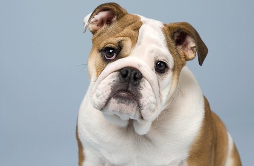 Πώς η ακραία αναπαραγωγή αφήνει τα Pugs και τα Bulldogs χωρίς ανάσα