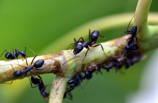 Παράγουν τα μυρμήγκια «γάλα»;- Η νέα ανακάλυψη εντυπωσίασε τους επιστήμονες