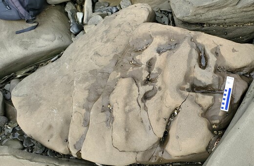 Ανακαλύφθηκε στην Αλάσκα αποτύπωμα τυραννόσαυρου Rex