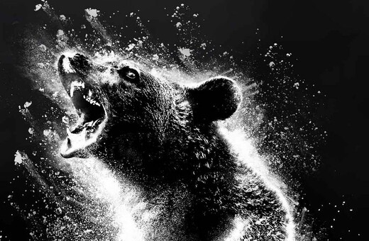 Έρχεται το Cocaine Bear με την αρκούδα που πέθανε από υπερβολική δόση ναρκωτικών-Δόθηκε στη δημοσιότητα το τρέιλερ 