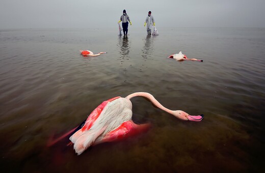 Οι νικητές του Environmental photographer of the year 2022