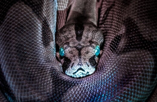 Τα φίδια έχουν κλειτορίδες και θα μπορούσαν να είναι εκεί για ευχαρίστηση 