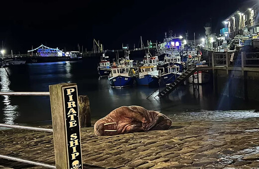 Rare walrus sighting draws huge crowds to harbour