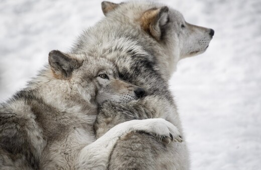 Δεκάδες λύκοι θα εκτελεστούν στη Σουηδία για «να ελεγχθεί ο πληθυσμός τους»