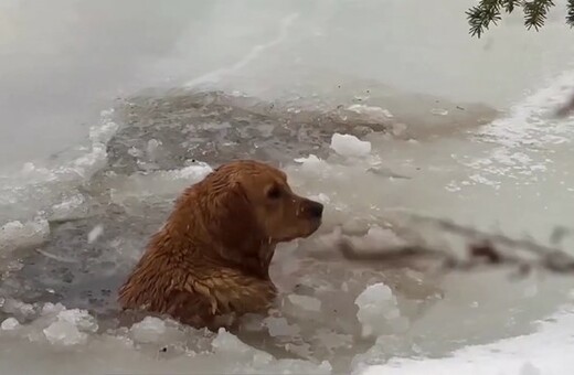 Οικογένεια σε διακοπές έσωσε σκύλο που είχε πέσει σε παγωμένα νερά 