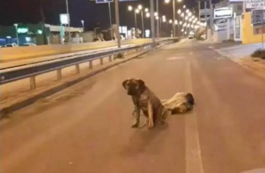 Σκύλος στον δρόμο