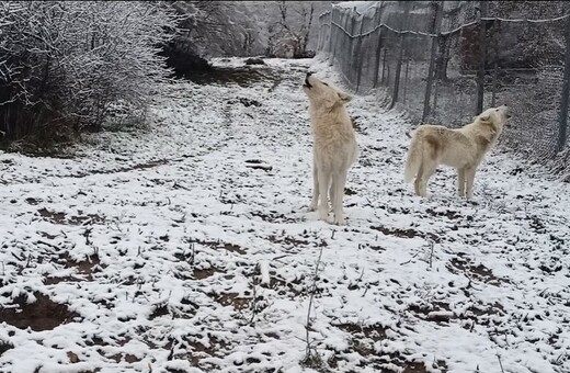 Η κραυγή των λύκων στα πρώτα χιόνια - Εντυπωσιακό βίντεο από τον «Αρκτούρο» 