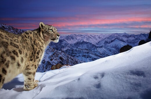 Wildlife Photographer of the Year: «Ο κόσμος της λεοπάρδαλης του χιονιού» απέσπασε το βραβείο κοινού