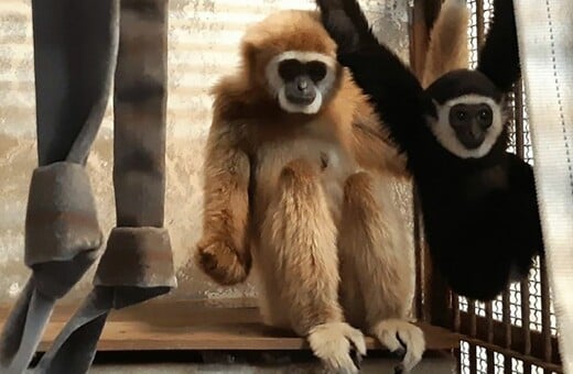 Η Momo και το μωρό της. Φωτ: Kujukushima Zoo