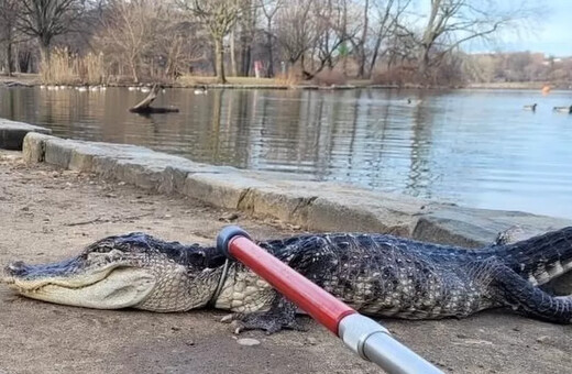 Αλιγάτορας αιχμαλωτίστηκε σε πάρκο της Νέας Υόρκης – Τον ονόμασαν Godzilla 