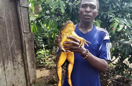Οικολόγος από το Καμερούν έχει αποστολή να σώσει τον μεγαλύτερο βάτραχο στον πλανήτη