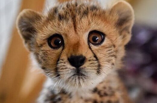 Ιράν: Πέθανε το τελευταίο από τα τρία ασιατικά τσίταχ σε αιχμαλωσία- 