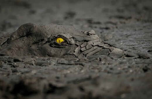 Βραβεία World Nature Photography: Οι πιο απροσδόκητες εικόνες της φύσης