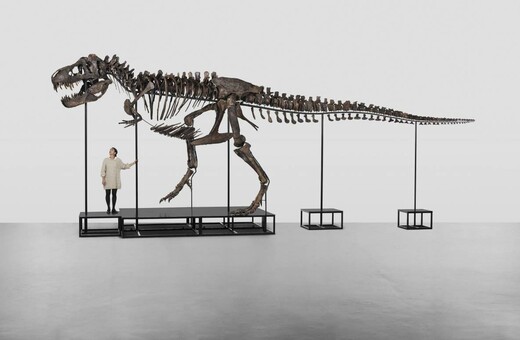 Ελβετία: Σε δημοπρασία σκελετός Τ- Rex- Έως 8,15 εκατ.$ η εκτιμώμενη αξία του 