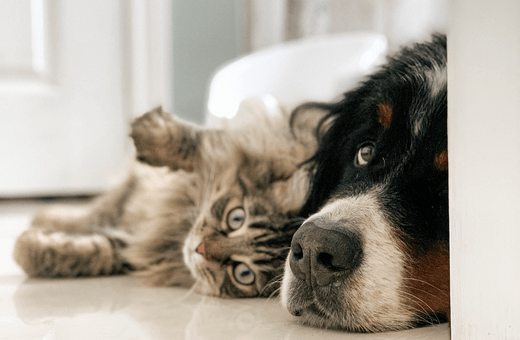 Royal Canin: 