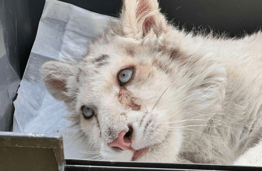 Αττικό Πάρκο: Σύγκλιση Επιτροπής Κτηνιάτρων για την «Χασίγια»- Απομακρύνεται το σενάριο ευθανασίας για την 4μηνών τίγρη