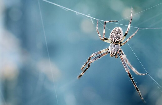 Οι θηλυκές αράχνες παριστάνουν τις νεκρές στο σεξ για να μην ανησυχήσουν τις αρσενικές ότι θα φαγωθούν