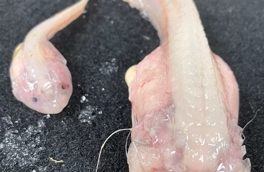 Ψάρι βρέθηκε να κολυμπά σε βάθος-ρεκόρ στα ανοιχτά της Ιαπωνίας