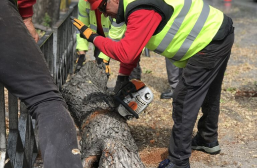 Τι συμβαίνει με τα δέντρα στη Θεσσαλονίκη τελικά;