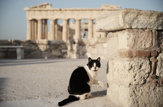 Τα κατοικίδια μπαίνουν σε αρχαιολογικούς χώρους- Υπό όρους