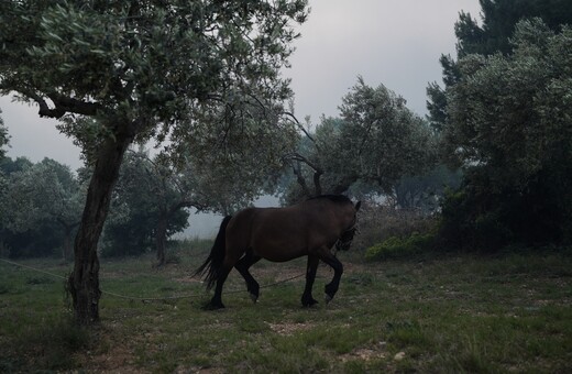 Τζια: Άλογο παστουρωμένο «κρεμόταν» σε πλαγιά λόγω εξάντλησης- Έψαχνε νερό [ΣΚΛΗΡΕΣ ΕΙΚΟΝΕΣ]