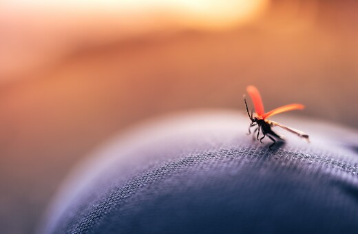 Μισείτε τα κουνούπια; Ένα συγκεκριμένο άρωμα μπορεί να τα κρατήσει μακριά
