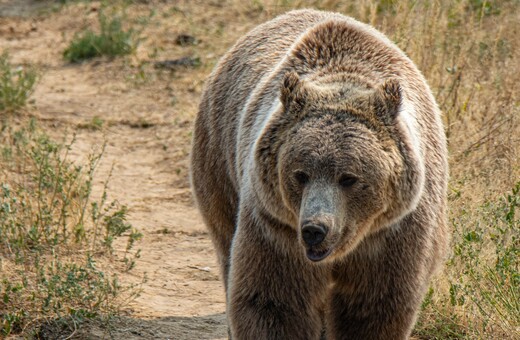 Αρκούδα εμφανίστηκε στα ραντάρ του Χορτιάτη 
