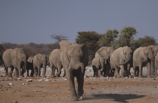 Καμερούν: Διψασμένοι ελέφαντες 