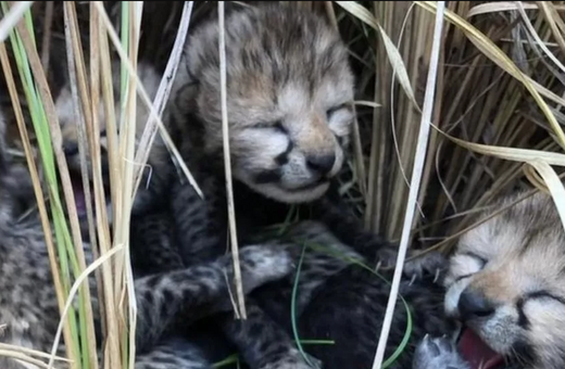 Νεκρά σπάνια μικρά τσιτάχ σε εθνικό πάρκο της Ινδίας 