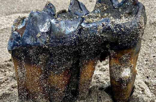 Woman walking on California beach finds ancient mastodon tooth